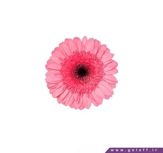 شاخه گل زیبا - گل ژربرا آبریانا - Gerbera | گل آف